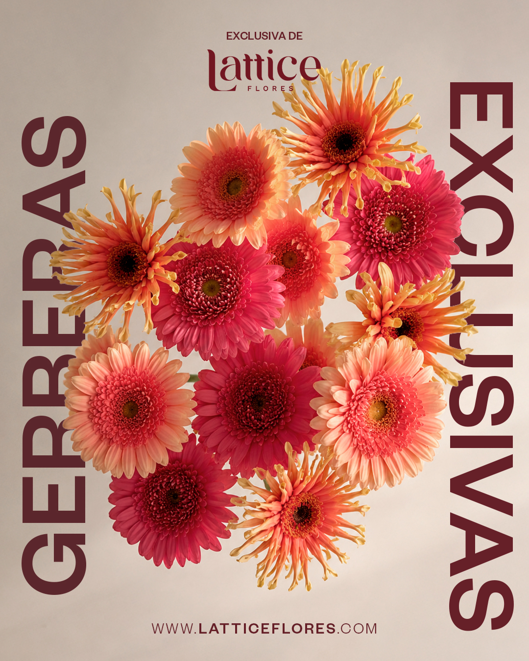 Gerberas Exclusivas
